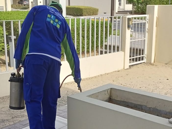 Before and After Pest Control: A Guide to Protecting Your Home